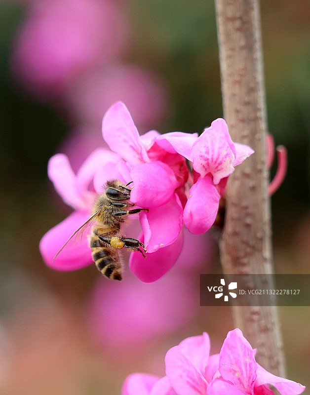 蜜蜂在紫荆花上采蜜图片素材