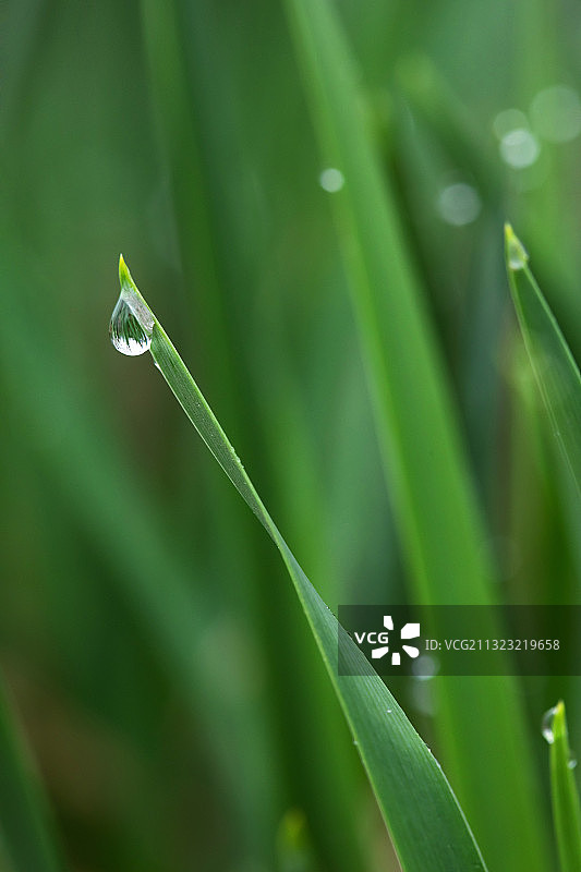 绿色,叶子,纯净,水滴,谷雨图片素材