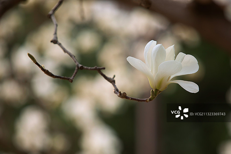 白玉兰,春天,仅一朵花,自然美图片素材