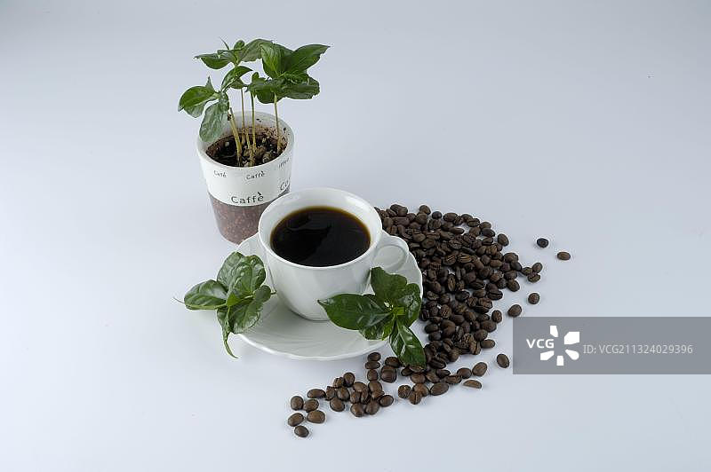 咖啡灌木，咖啡杯和咖啡豆(阿拉比卡咖啡)，咖啡豆，咖啡豆图片素材