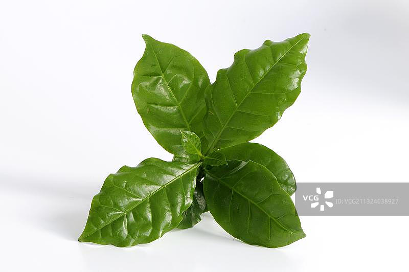 咖啡植物(阿拉比卡咖啡)图片素材