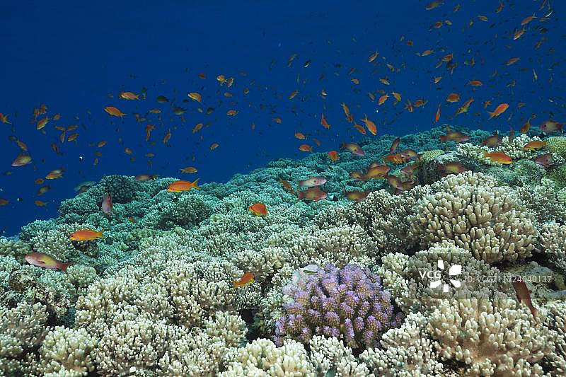 在珊瑚礁顶端的后宫旗鱼(鳞假鳞)，圣约翰，红海，埃及，非洲图片素材