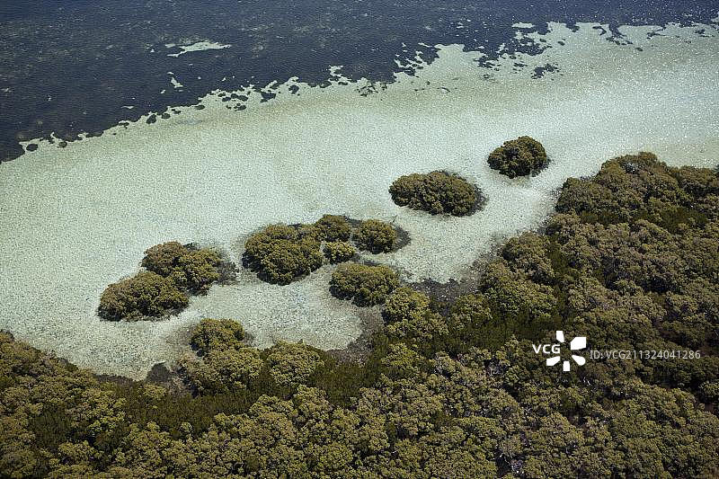 大洋洲，澳大利亚布里斯班，摩顿湾，Stradbroke岛的红树林图片素材