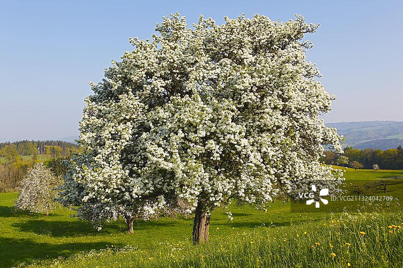 梨树，果园，Deggenhausertal，巴登-符腾堡(梨)，梨树，德国，欧洲图片素材