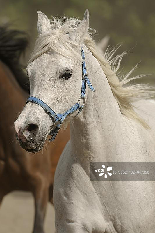 阿拉伯纯种马，驰骋在尘土中，肖像图片素材