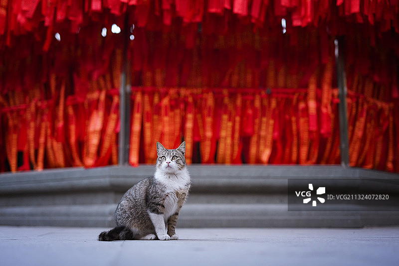 寺庙里许愿的花臂小猫咪图片素材