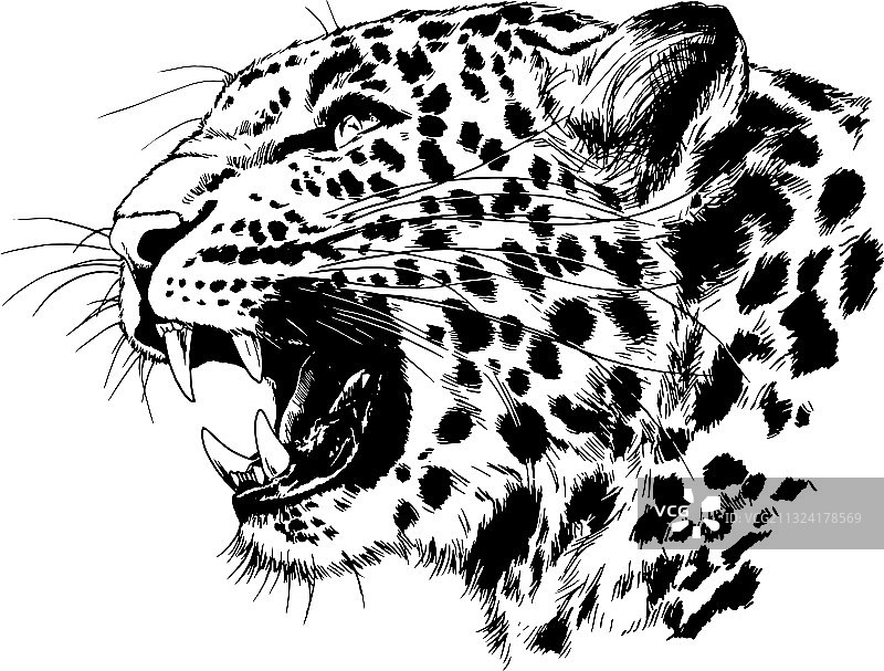 咆哮的脸，一只豹画的手图片素材