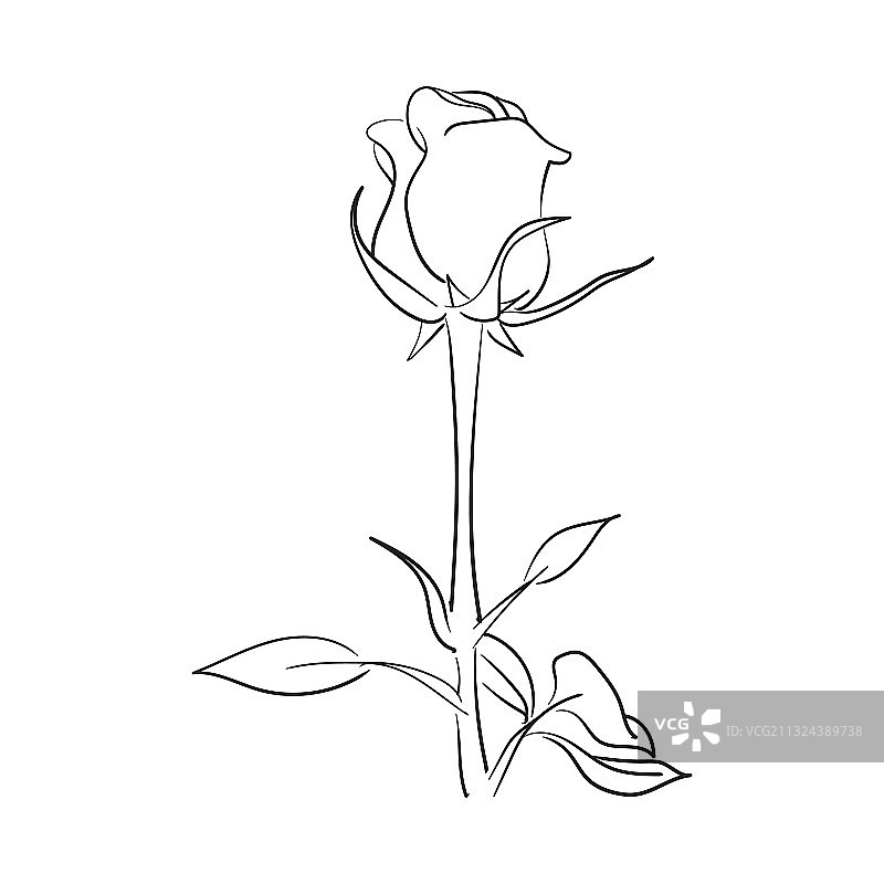 手绘线条艺术玫瑰花图片素材