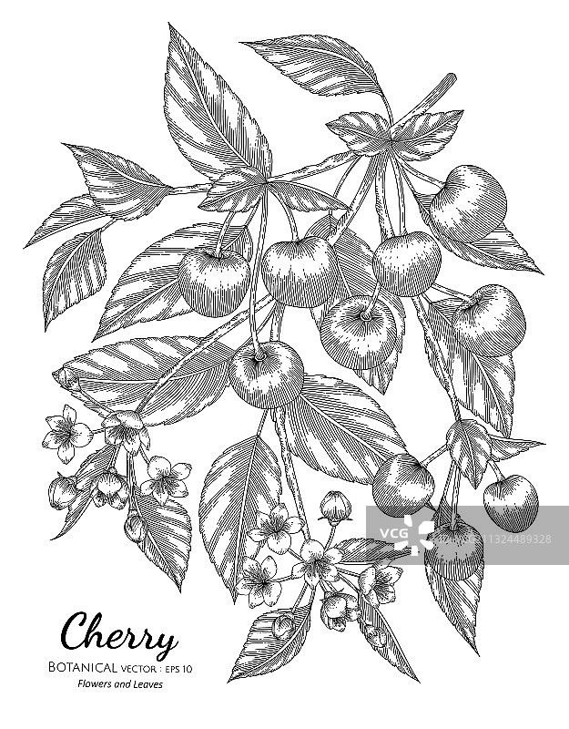 樱桃水果手绘植物与线条艺术图片素材
