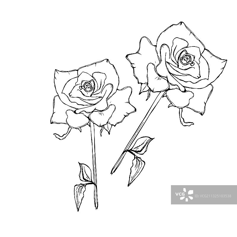 玫瑰露出黑花蕾的轮廓图片素材