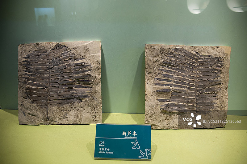 甘肃省博物馆中展示出来的远古生物化石图片素材