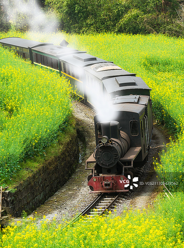 四川省乐山市犍为县正在穿越油菜花海的嘉阳小火车图片素材