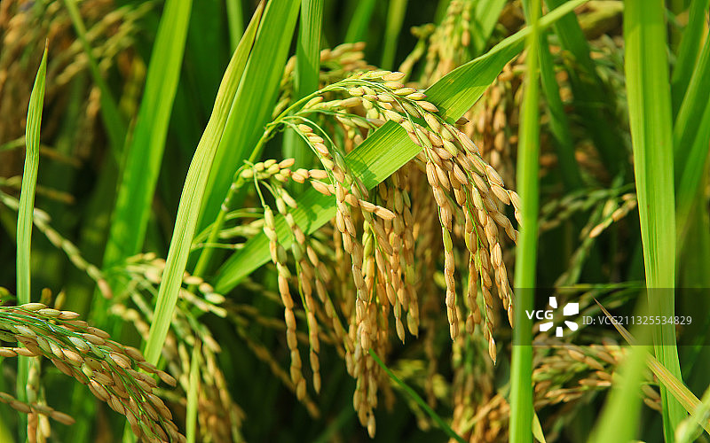 水稻稻穗特写图片素材