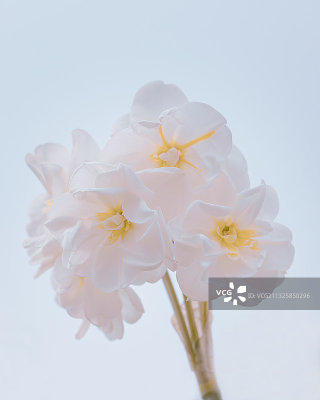 水仙花narcissus图片素材