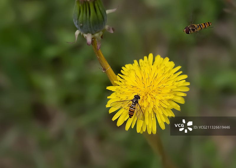 蜜蜂飞舞在蒲公英花上图片素材