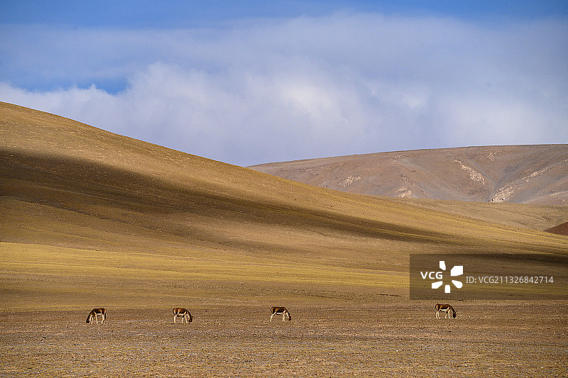 西藏那曲：藏北高原上春天中的野生动物图片素材