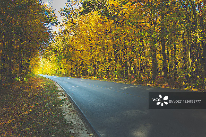 秋天，空旷的道路在树林中图片素材