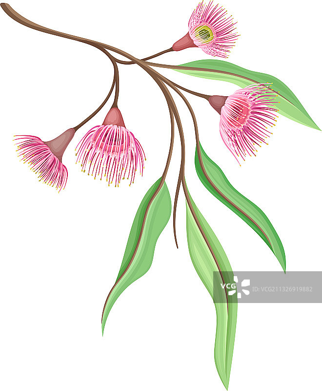 枝带粉红芽桉花带图片素材
