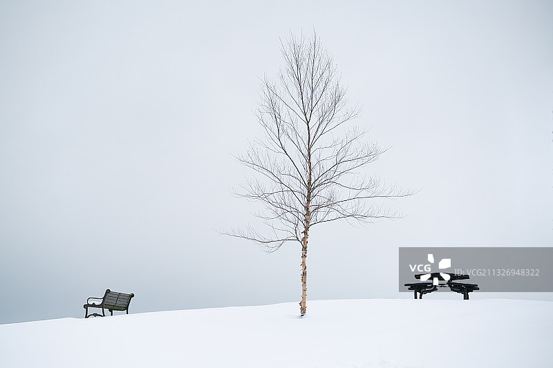 冬天孤独的树图片素材
