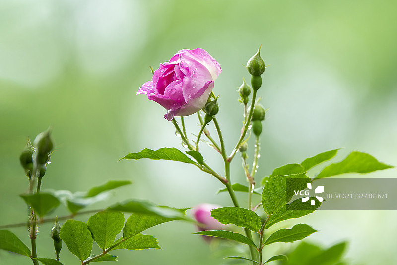 雨后蔷薇图片素材
