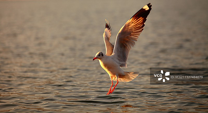 冬季迁徙到泸沽湖的红嘴鸥图片素材