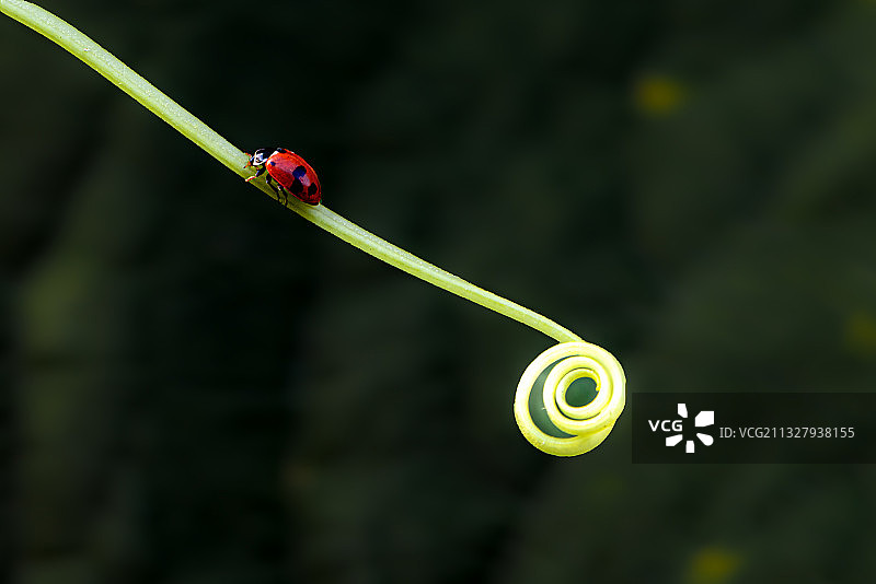 在植物绿茎上爬行的瓢虫图片素材
