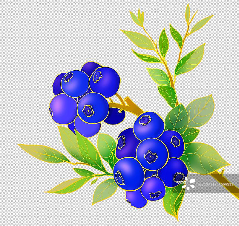 夏天营养美味水果蓝莓手绘插图图片素材