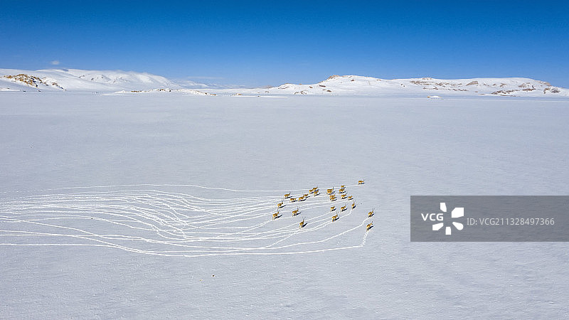 航拍雪域精灵藏羚羊图片素材