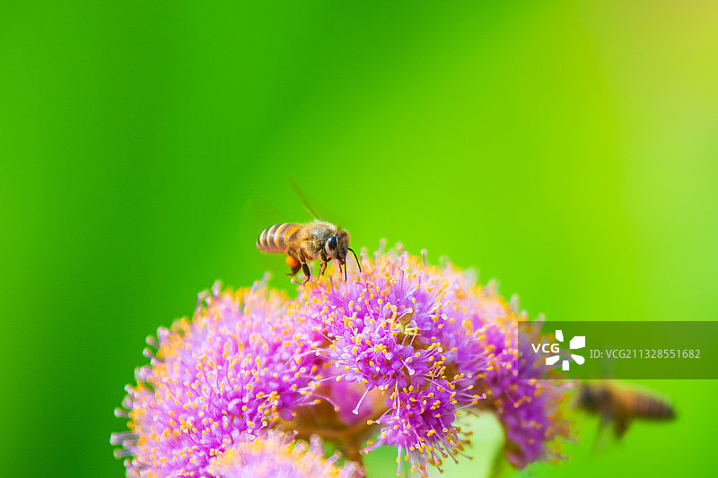 紫珠与蜜蜂图片素材