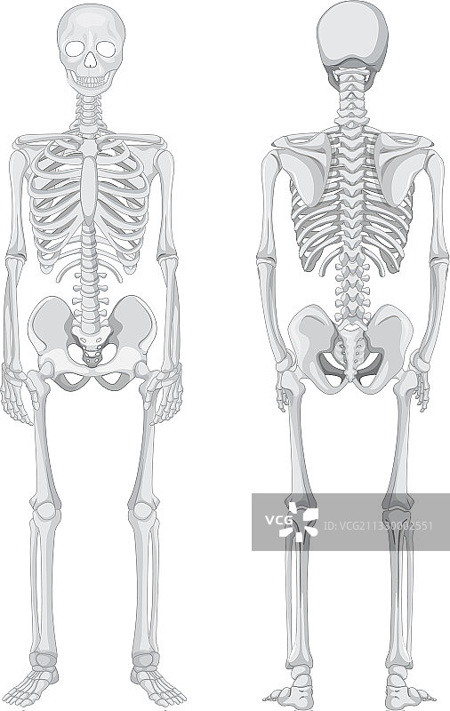 正面和背面的骨骼孤立图片素材