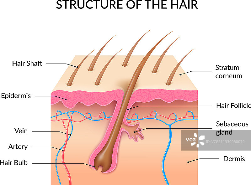 逼真的人类头发解剖信息图图片素材