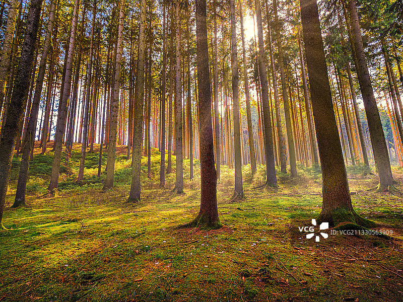 德国秋天森林里的树木图片素材