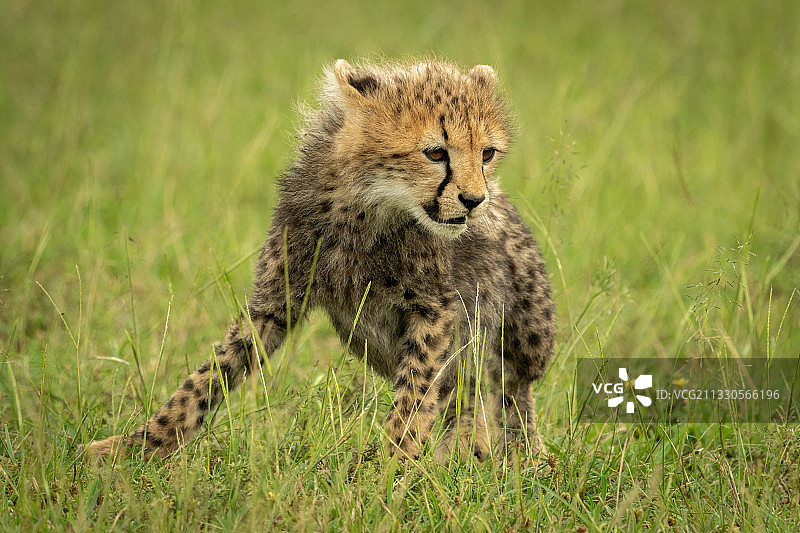 肯尼亚Koyaki的草地上的小猎豹幼崽图片素材