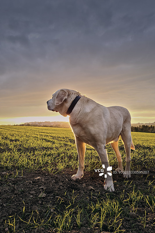 全身的拉布拉多寻回犬站在田野上，对着天空图片素材