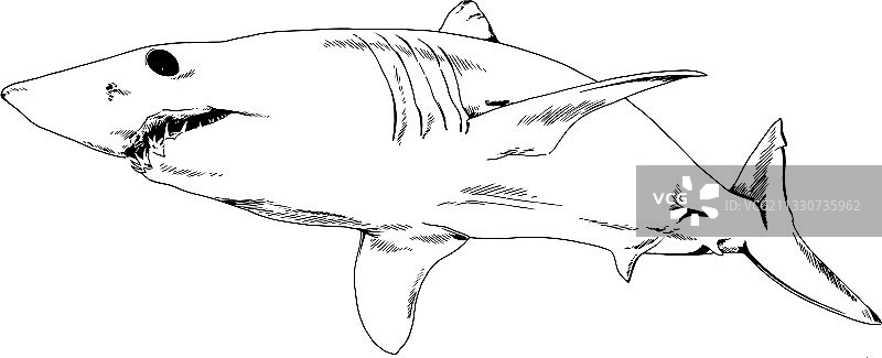 张开大口攻击大白鲨图片素材