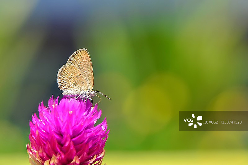 蝴蝶在粉红色花朵上传粉的特写，Palopo，印度尼西亚图片素材