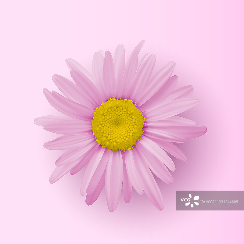 粉红色的洋甘菊花孤立在粉红色的背景上图片素材