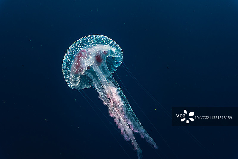 水母在海中游泳的特写，普罗提银行，南非图片素材