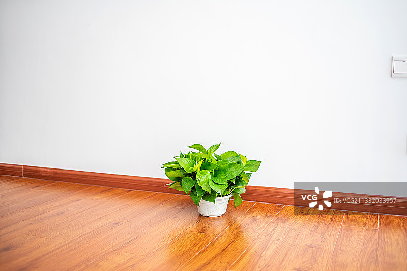 新房地板上一盆净化空气植物绿萝图片素材