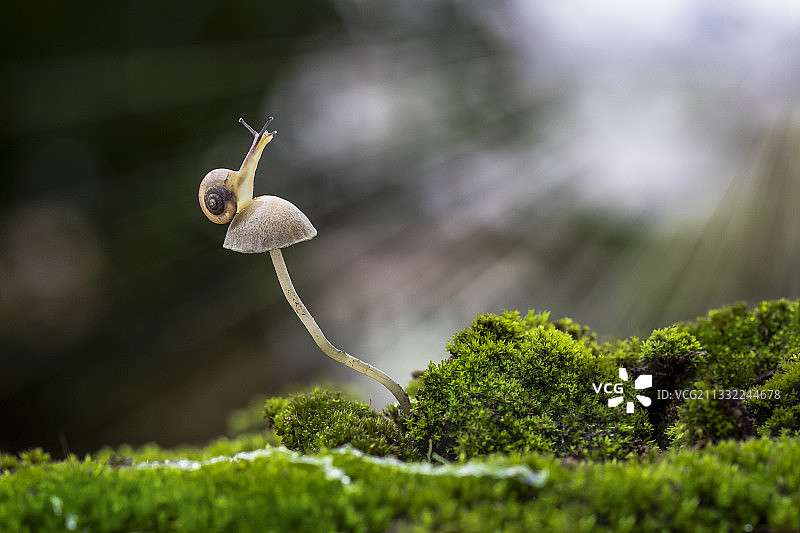越南蘑菇上的蜗牛特写图片素材