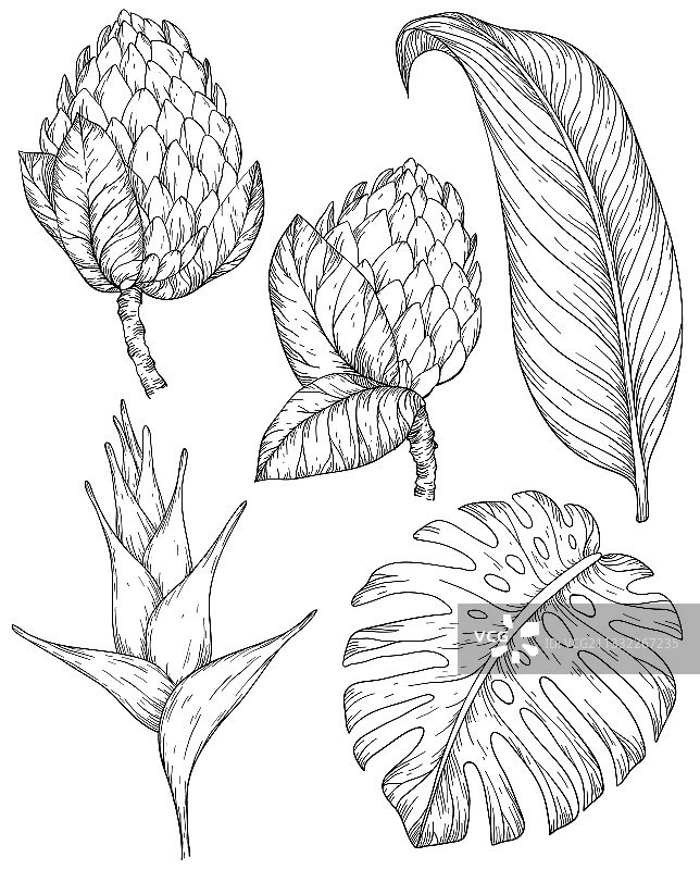 热带花卉和树叶集手绘图片素材