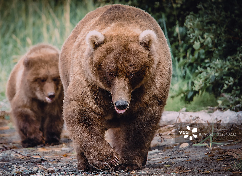 卡特迈国家公园田野上棕色灰熊的特写，美国图片素材