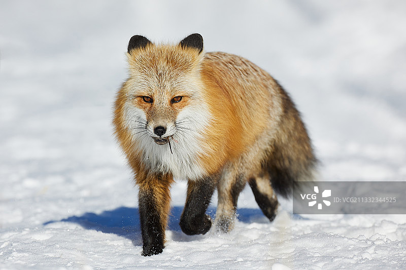 红狐的肖像站在白雪覆盖的土地上，黄石国家公园，美国，美国图片素材