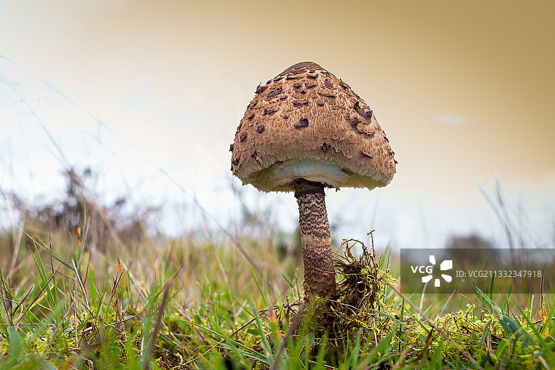 蘑菇生长在田野的特写图片素材