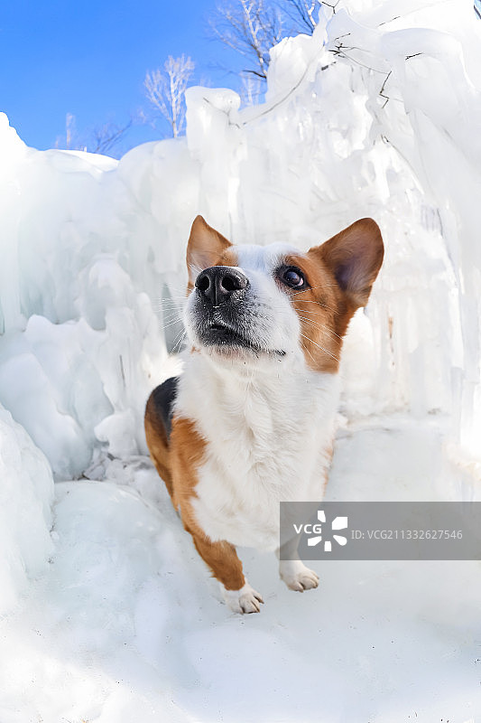 冰上的柯基犬图片素材