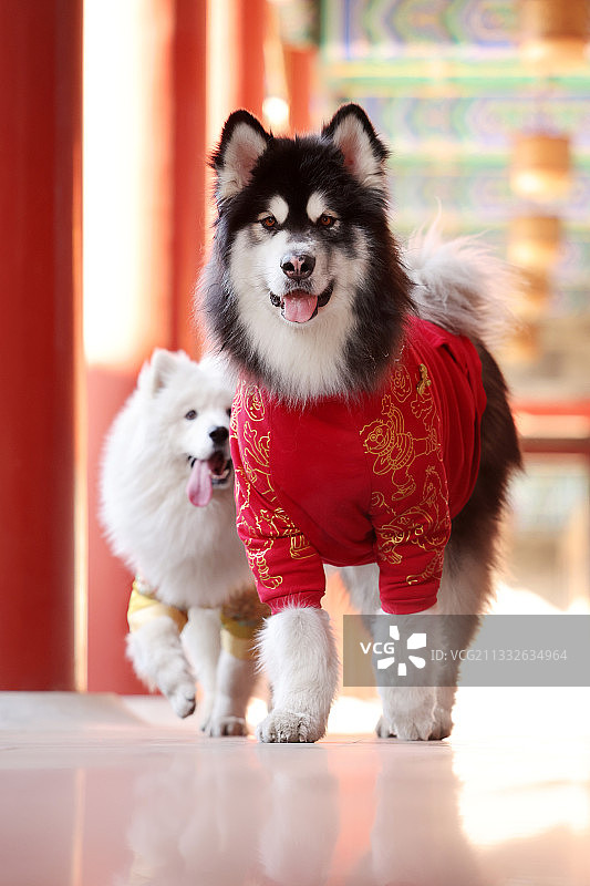 玩耍的阿拉斯加雪橇犬和萨摩耶犬图片素材