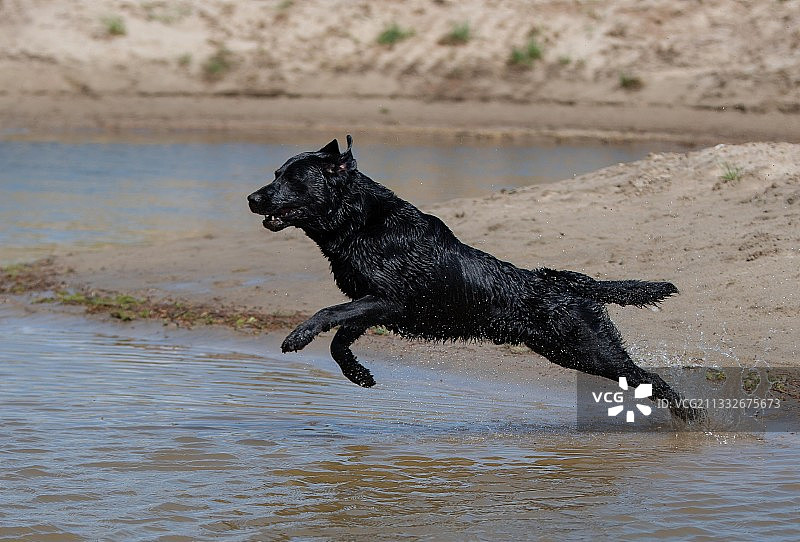侧面的拉布拉多寻回犬在海滩上奔跑，考特兰，加拿大图片素材