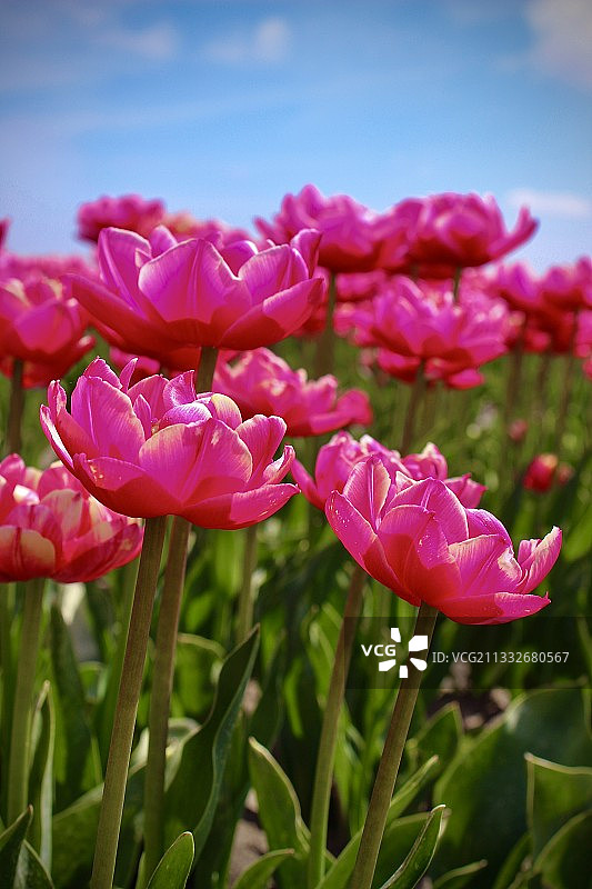 田野上粉红色开花植物的特写图片素材