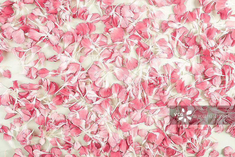 满屏美丽的康乃馨鲜花花瓣海报背景素材图片素材