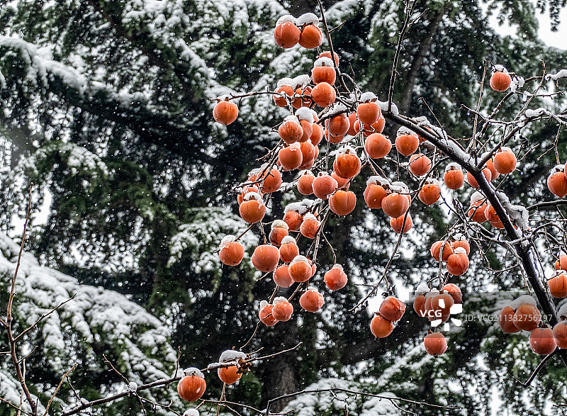小雪节气的红柿子图片素材